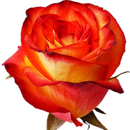 Rose - High & Orange Magic 60cm